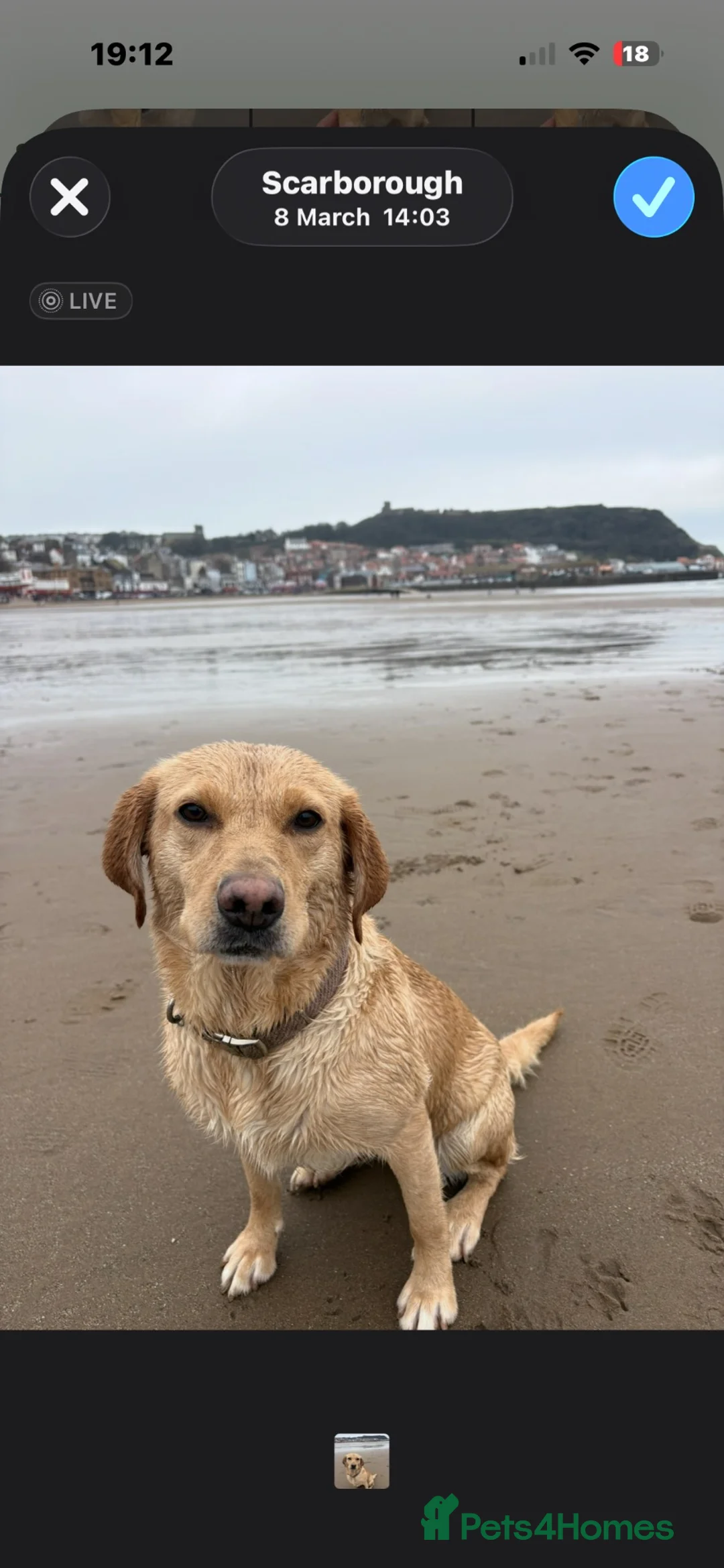 Labrador Retriever dogs for sale: Pedigree working Labrador puppy’s  in Scarborough - Advert 6