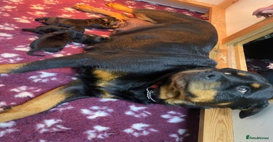 Rottweiler dogs rottweiler pups - Advert 8