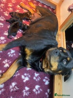 Rottweiler dogs rottweiler pups - Advert 3