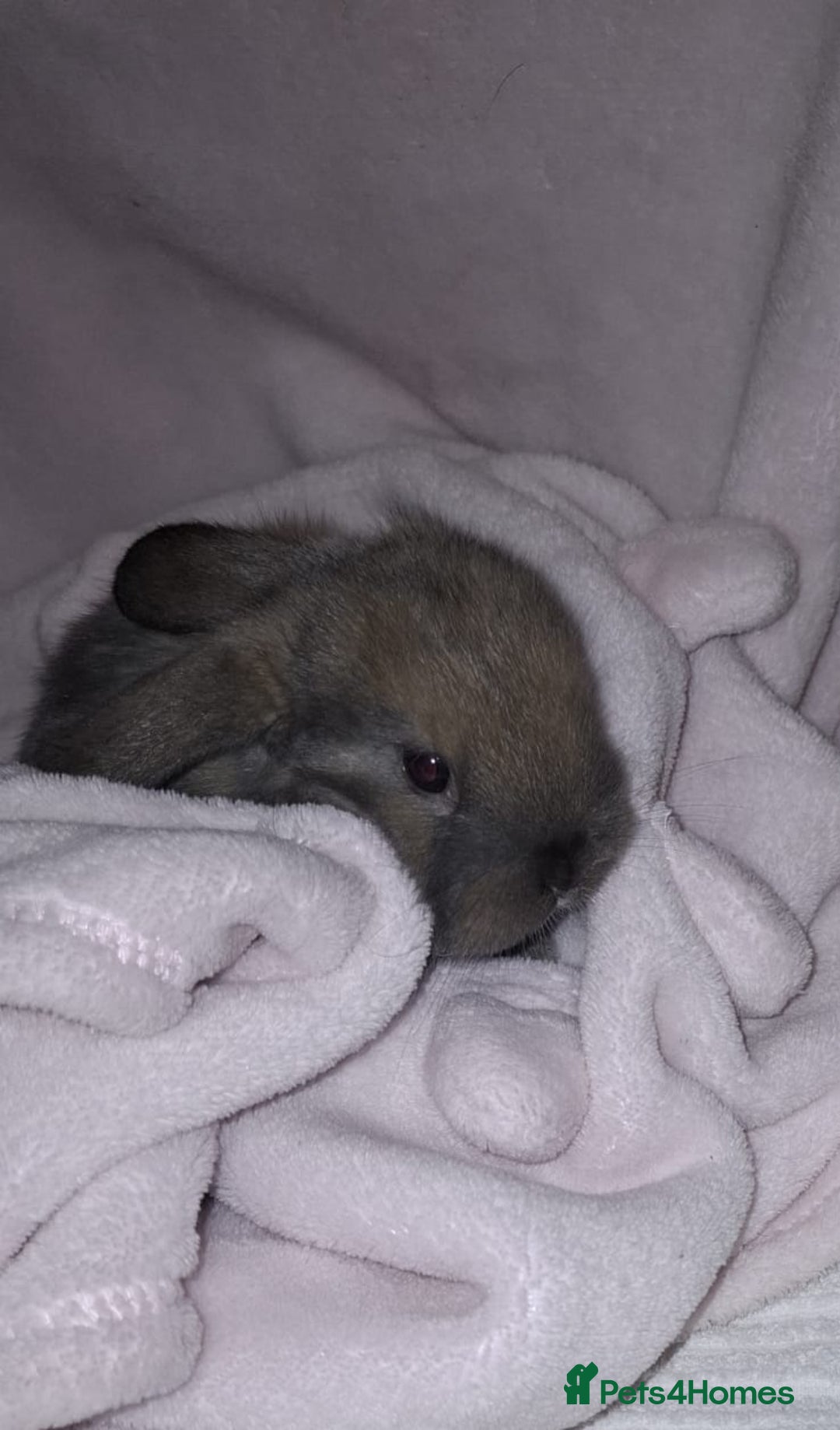 Mini Lop rabbits for sale: Mini Lops - Advert 4