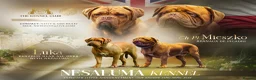 Dogue De Bordeaux dogs for sale: Stunning KC registered Dogue de Bordeaux  in Selby - Advert 1