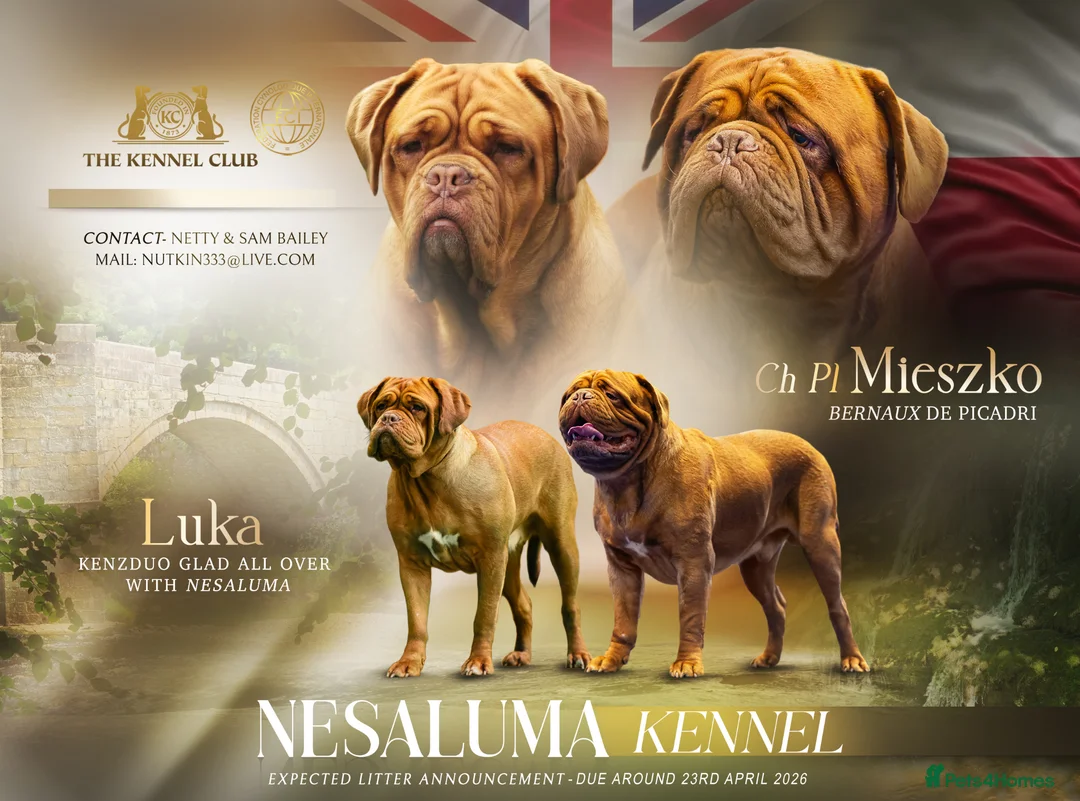 Dogue De Bordeaux dogs for sale: Stunning KC registered Dogue de Bordeaux  in Selby - Advert 1