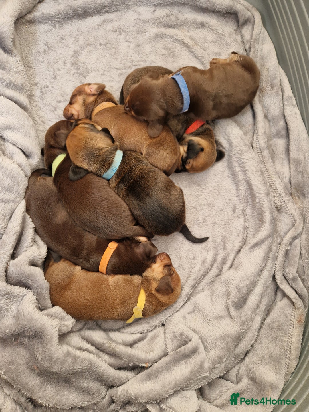 Dachshund dogs for sale: Littre of 7 Dachshund puppies - Image 2