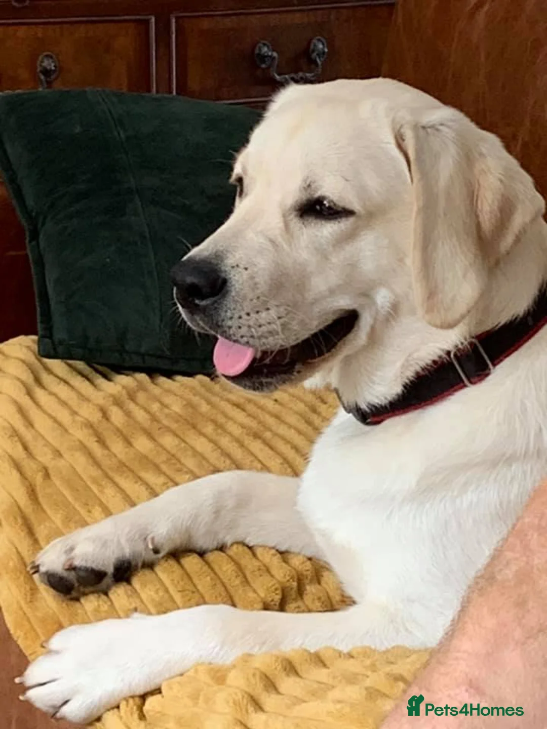 Gallery Image {{count}}