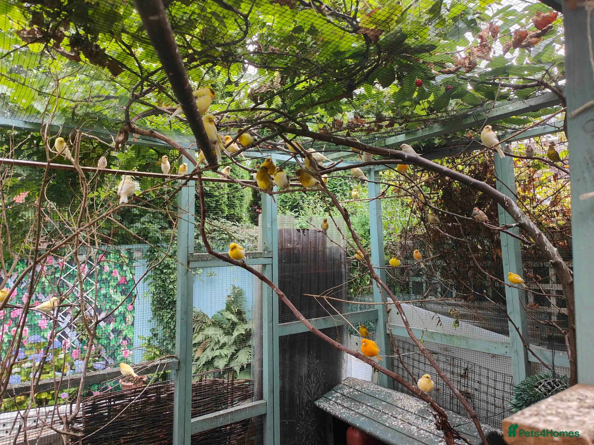 Canaries birds Male & Female Canaries for sale - Advert 2