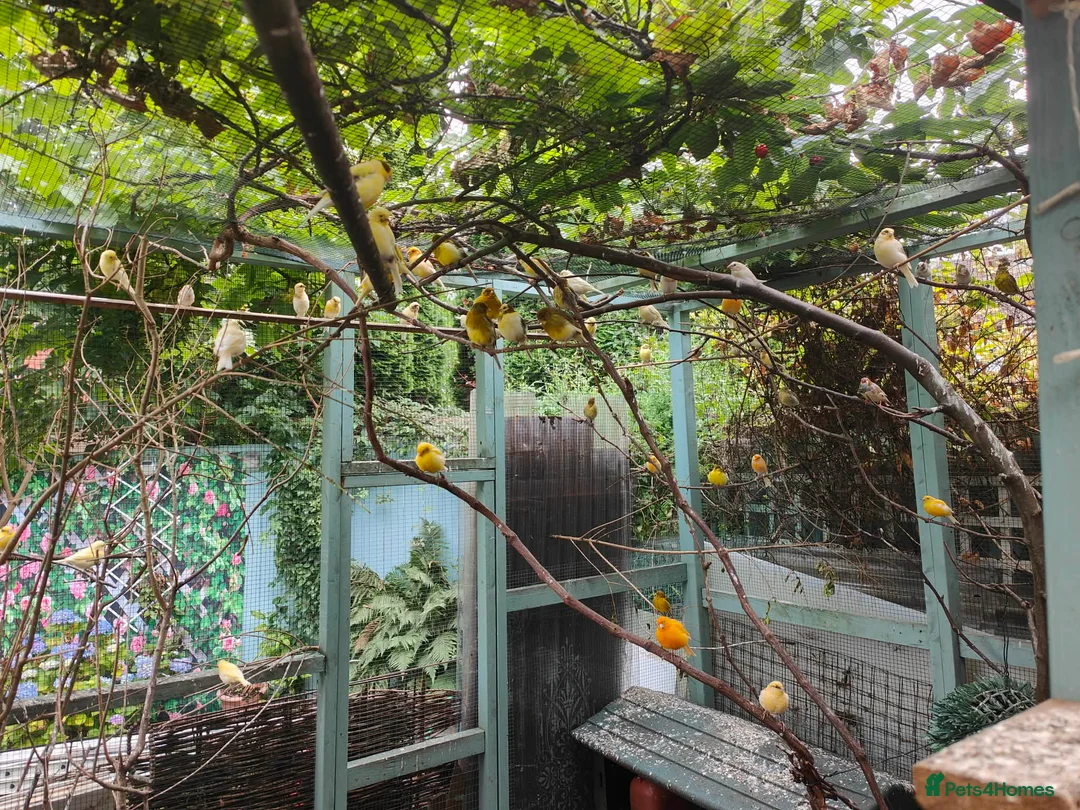 Canaries birds for sale: Male & Female Canaries for sale - Advert 1