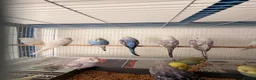 Budgerigars birds for sale: Budgies for sale  - Advert 9