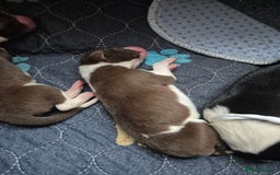 Mixed Breed dogs for sale: Gorgeous lurcher x bordercollie pups - Image 4