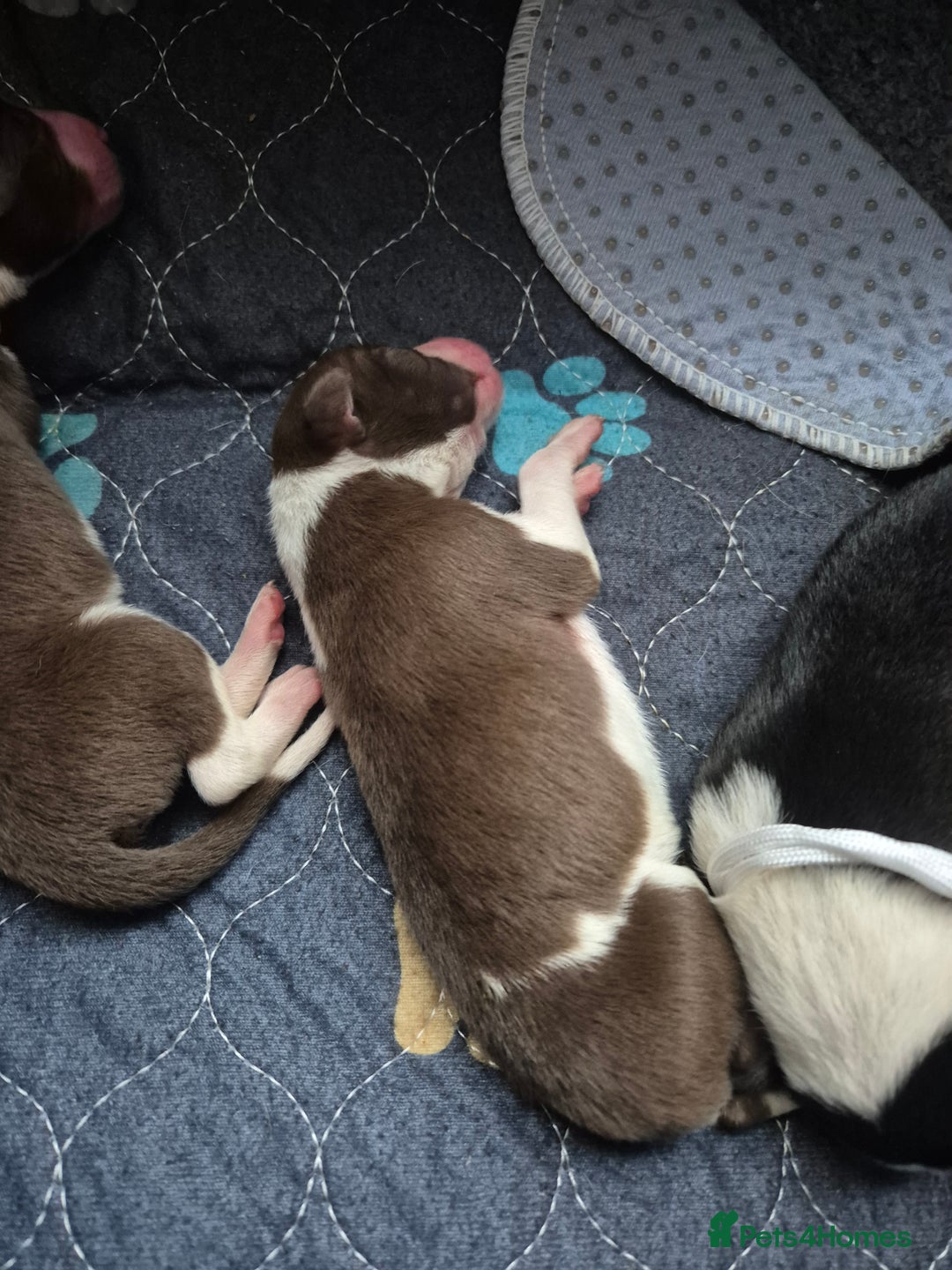 Mixed Breed dogs for sale: Gorgeous lurcher x bordercollie pups - Image 4