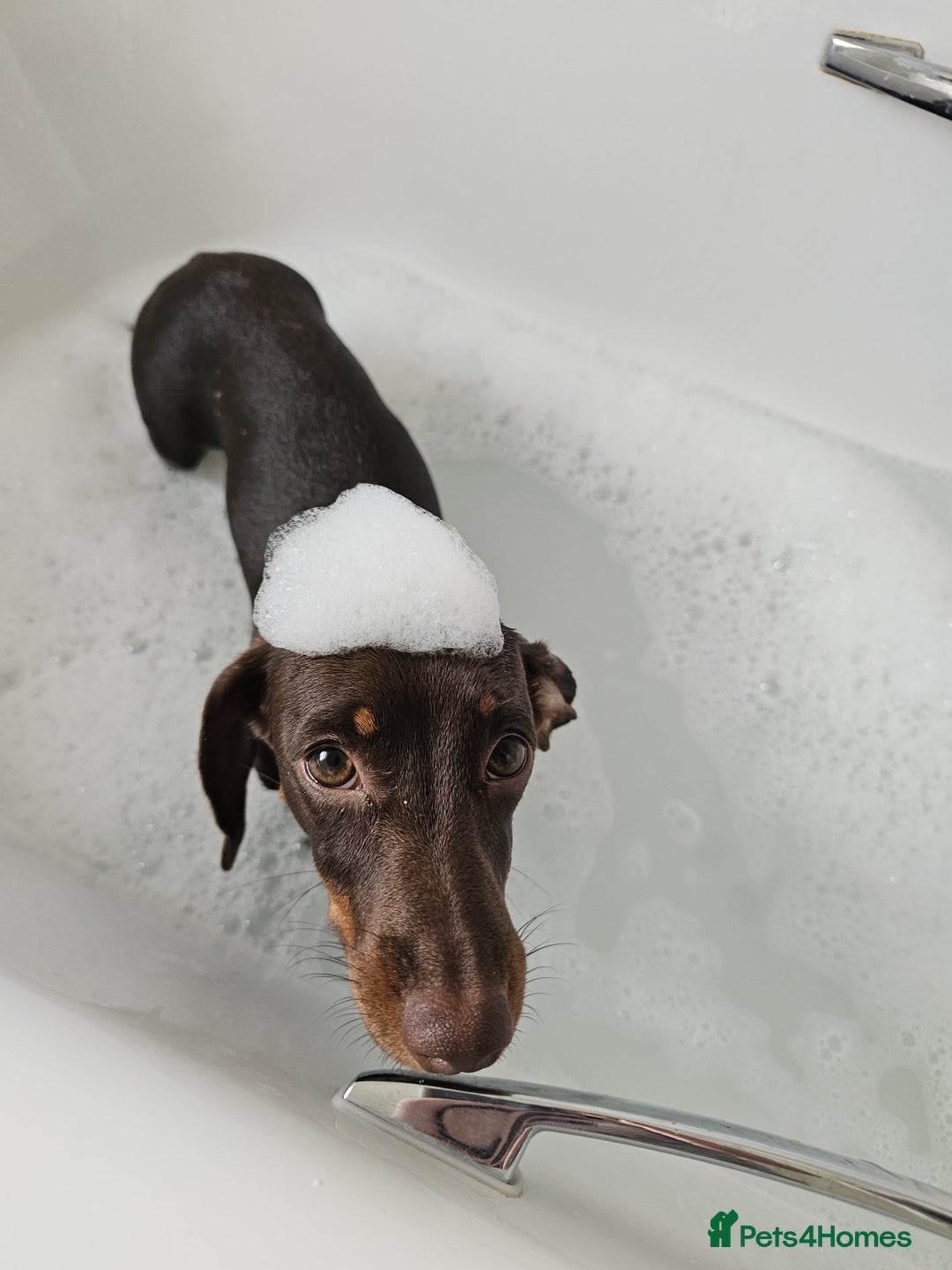 Miniature Dachshund dogs for sale: Handsome wilbur - mini dash for sale  - Image 5