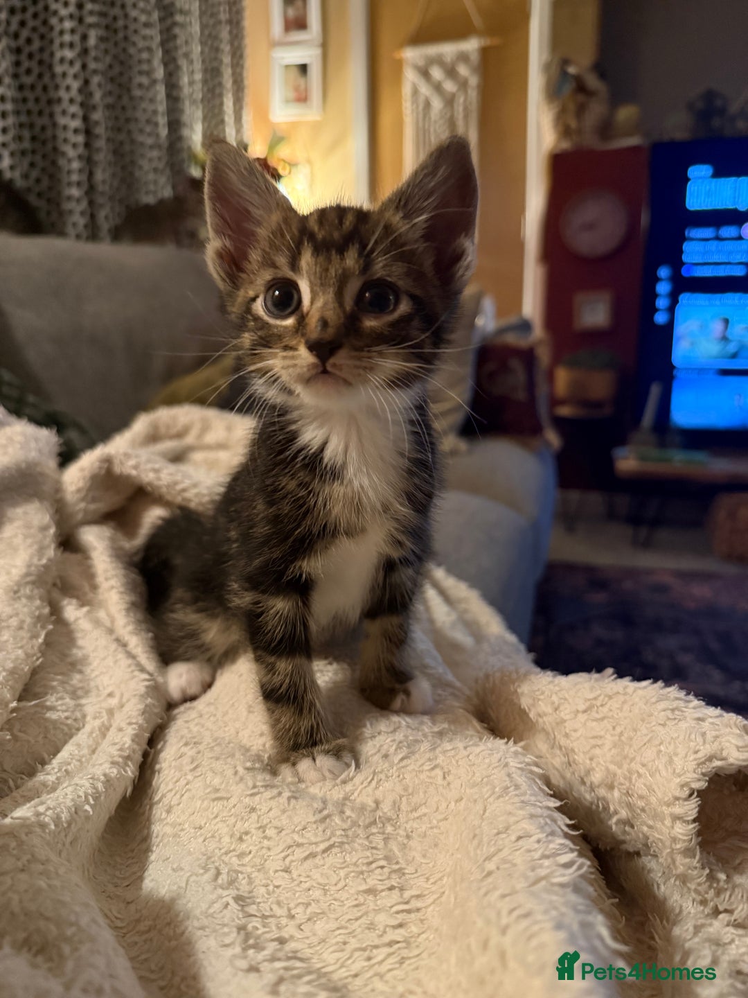Mixed Breed cats for sale: LAST TWO BOYS REMAINING, kittens for sale - Image 7