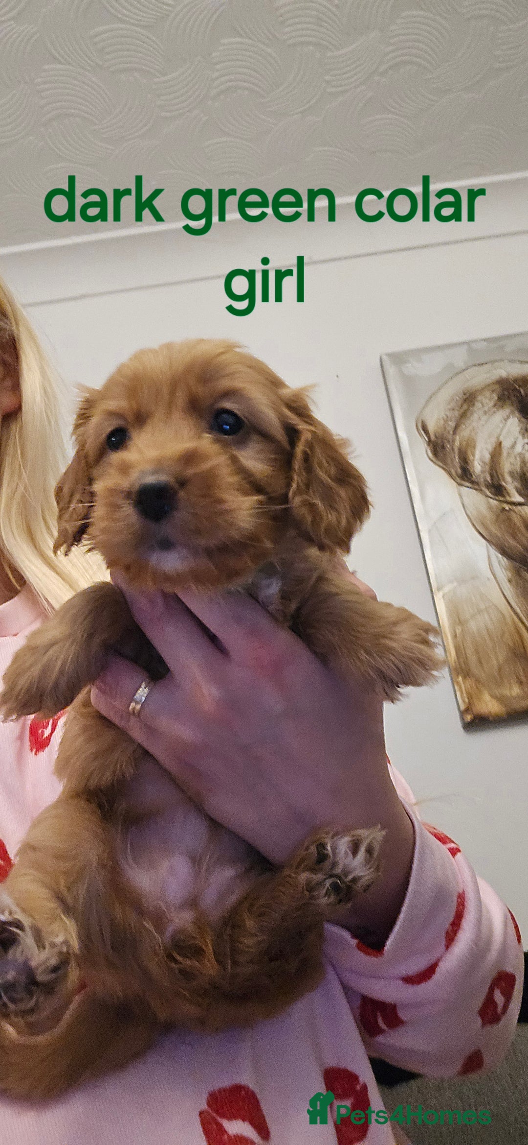 Cockapoo dogs for sale: 7 f2 cockapoos - Advert 13