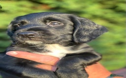 Sprocker dogs for sale: Adorable sprockers  - Image 34