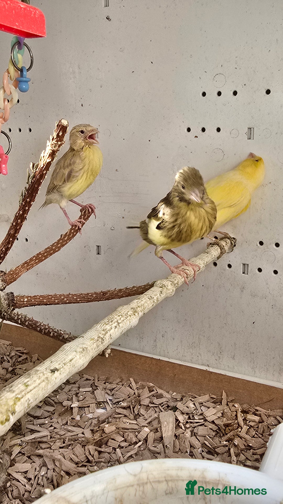 Gallery Image {{count}}