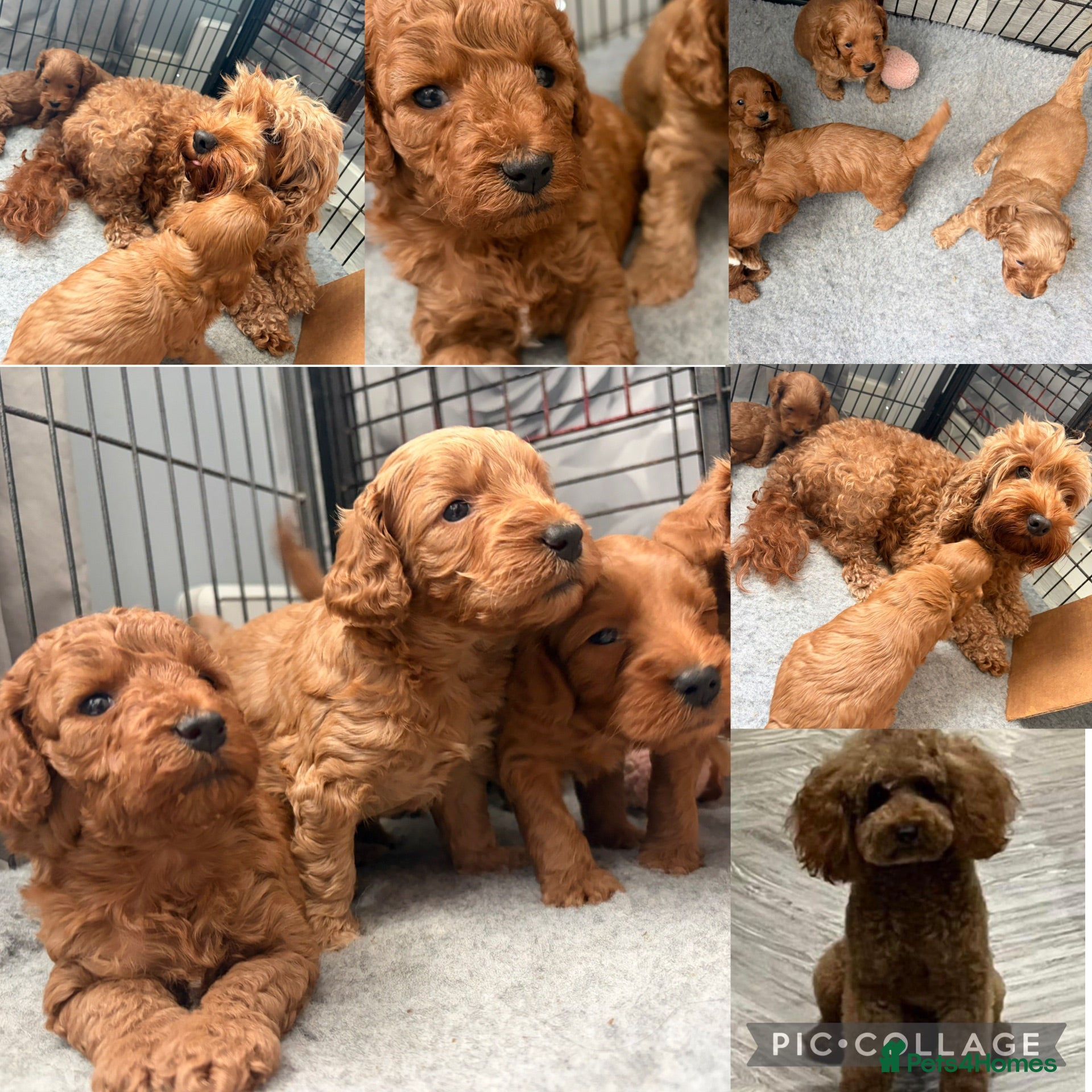 Cockapoo dogs Cockapoo Puppies for sale  - Advert 14