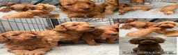 Cockapoo dogs for sale: Cockapoo Puppies for sale  - Advert 1