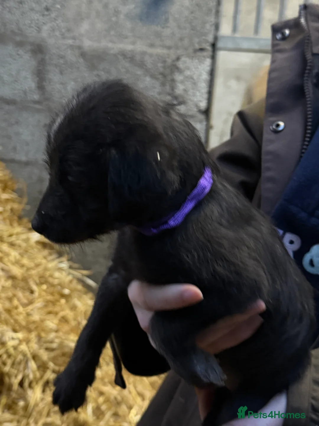 Mixed Breed dogs for sale: First cross Bedlington Whippets  - Advert 13