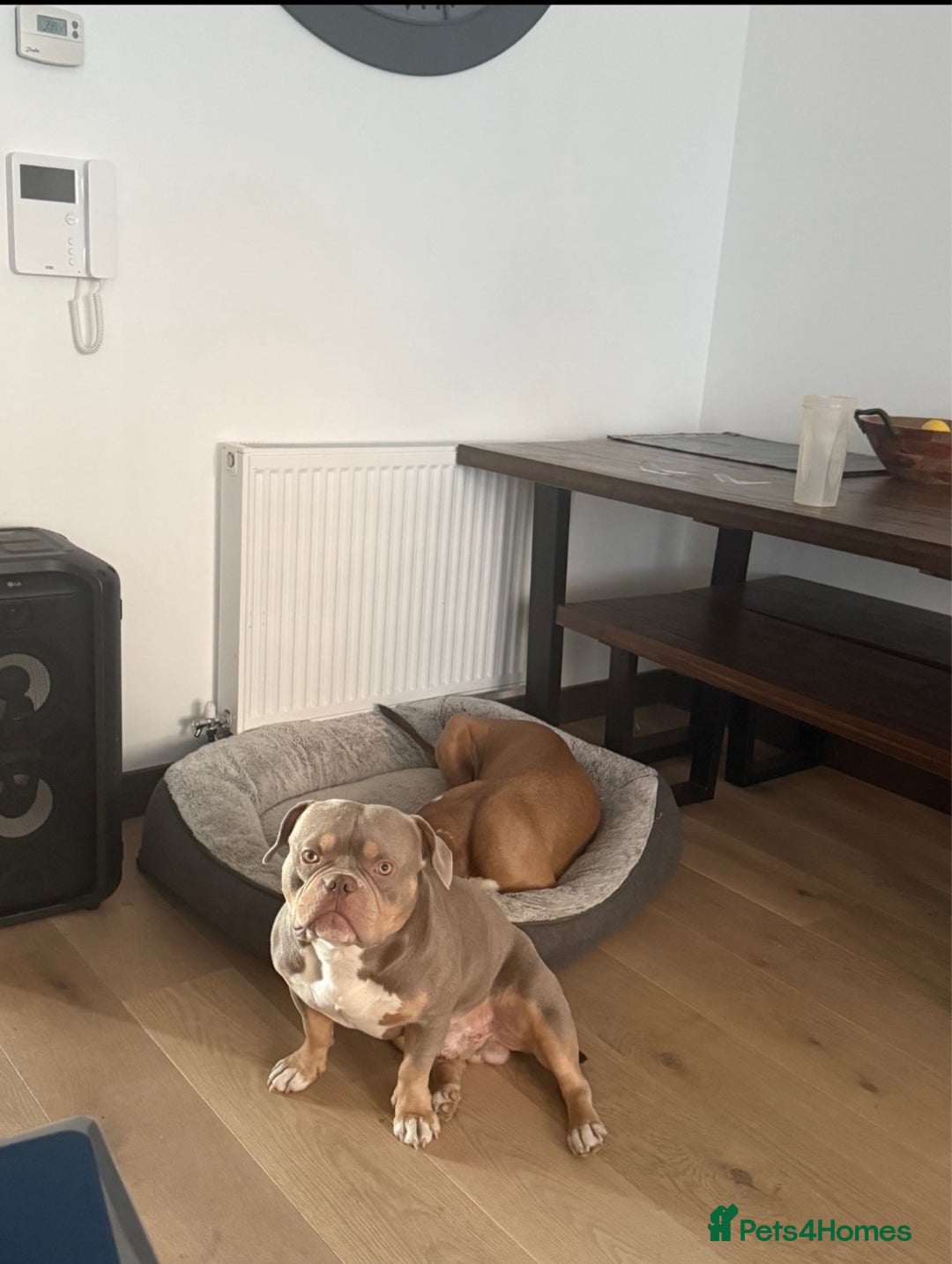 American Bully dogs for stud: American Pocket bully tri lilac  - Advert 2