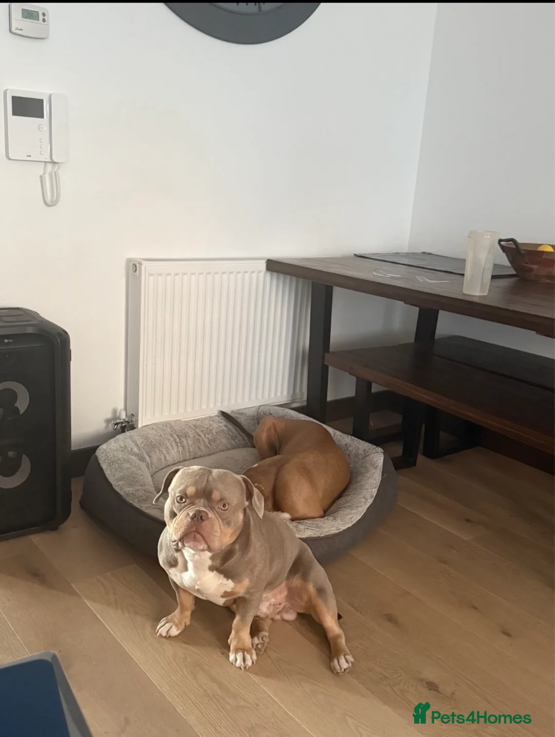 American Bully dogs for stud: American Pocket bully tri lilac  - Advert 2