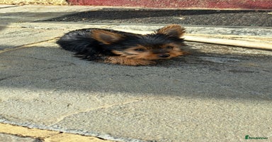 Yorkshire Terrier dogs - Advert 10