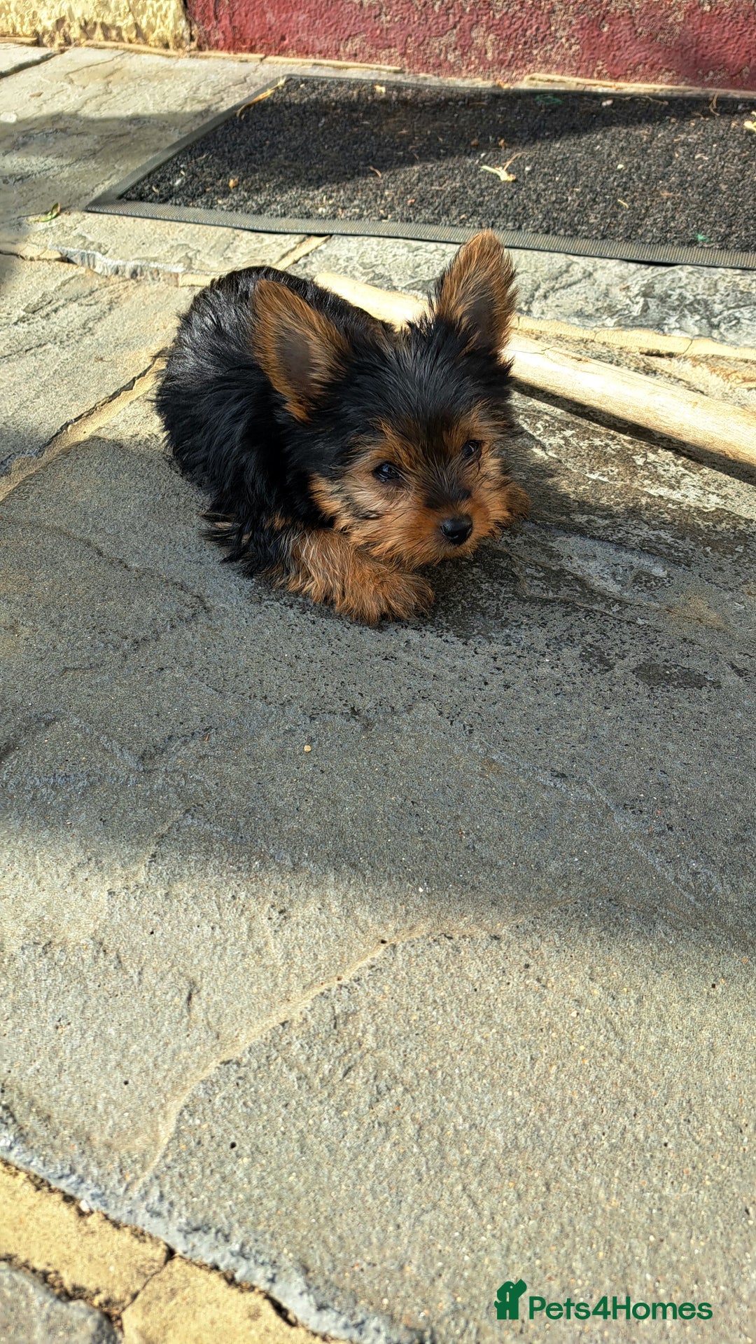 Yorkshire Terrier dogs for sale: Miniature yorkshire terrier  - Image 4