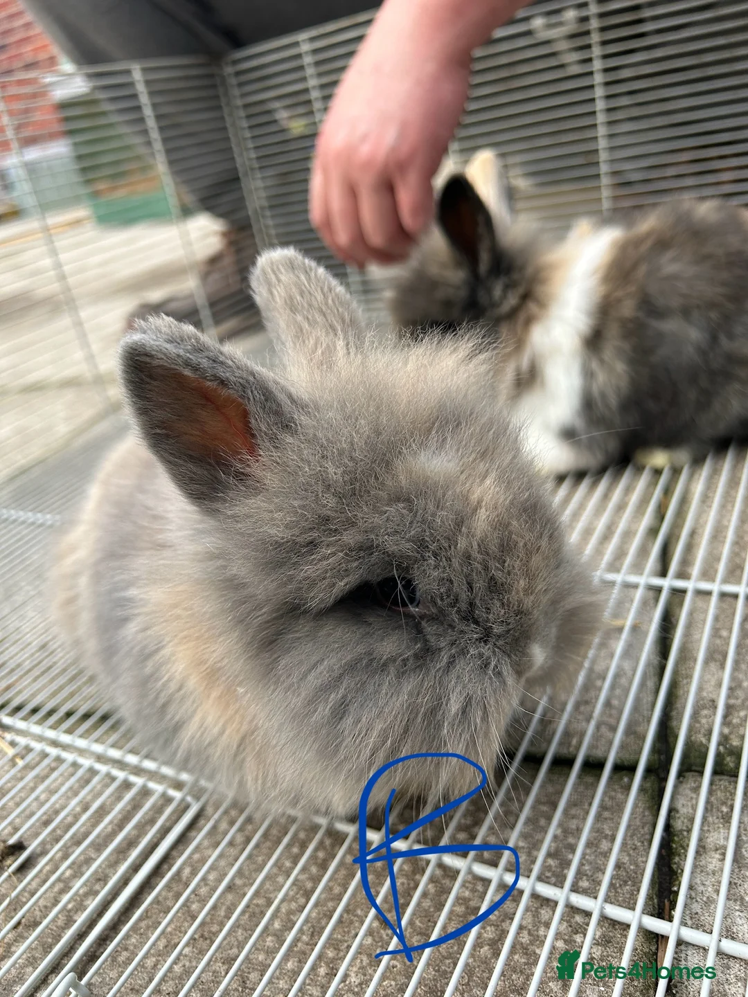 Lionhead rabbits for sale: I have both lop ear and Lionheads  - Advert 1