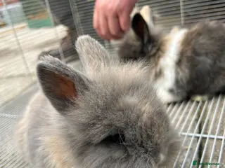 Lionhead rabbits I have both lop ear and Lionheads - Advert 6