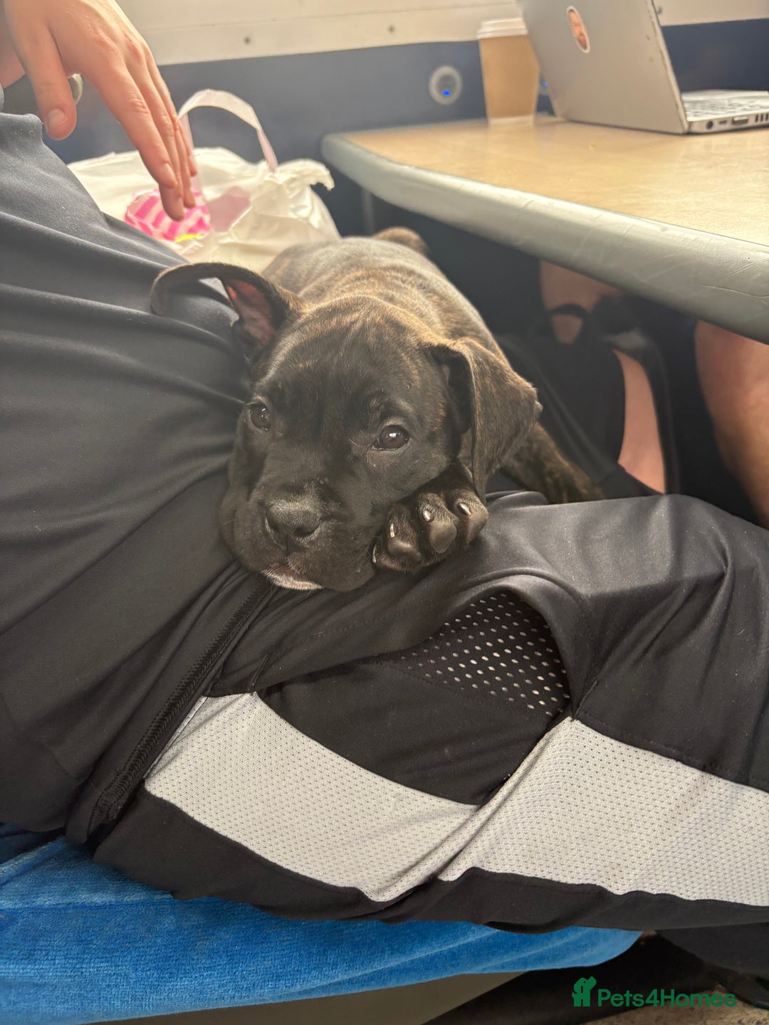 Mixed Breed dogs for sale: 10 week old cane corso pup - Image 2