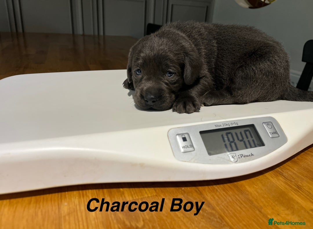 Labrador Retriever dogs for sale: Stunning litter of Silver & Charcoal Lab pups  - Image 10