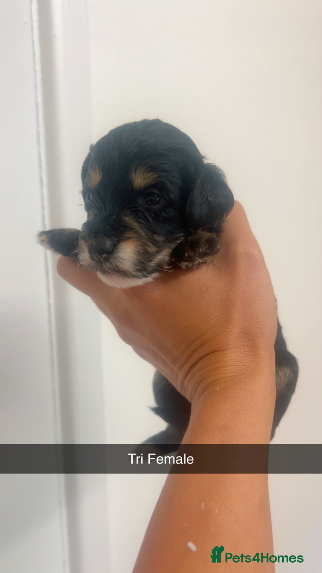 Cockapoo dogs for sale: Beautiful cockapoo family litter  - Image 10