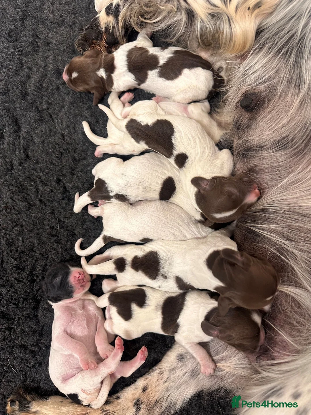 English Springer Spaniel dogs for sale: Gorgeous Springer Spaniel Puppies in Henley-on-Thames - Advert 1