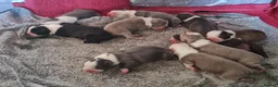 Boston Terrier dogs for sale: KC registered Boston Terrier Puppies  in Swanage - Advert 12