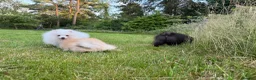 Pomeranian dogs for sale:  Teddy Bear Pomeranian Puppies - Advert 12