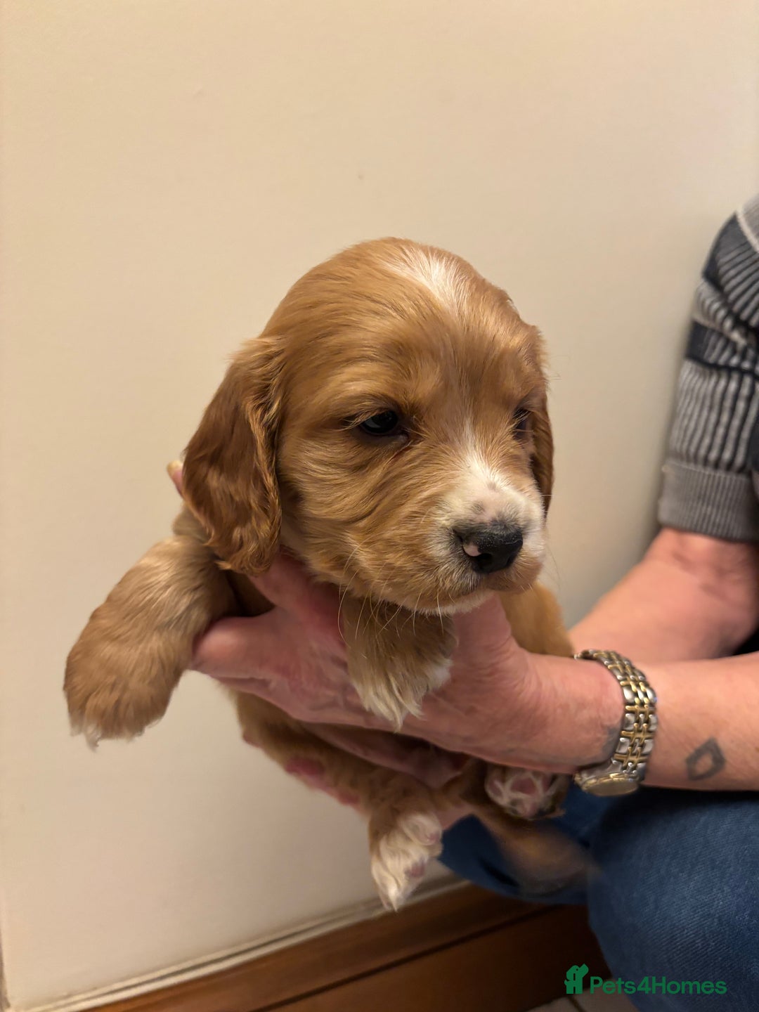 Cocker Spaniel dogs for sale: KC reg cocker spaniels  - Advert 27