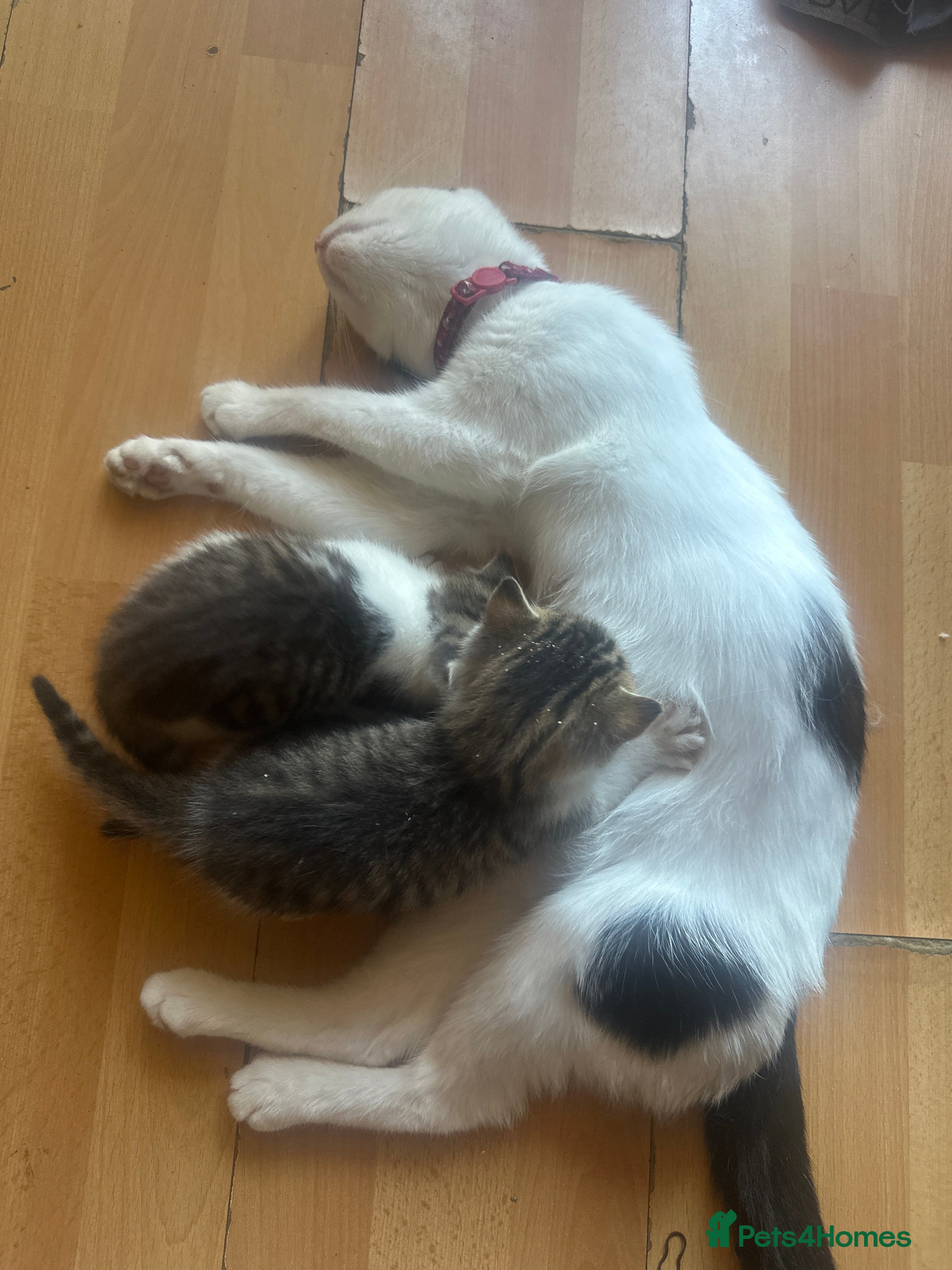 Mixed Breed cats Healthy beautiful kittens - Advert 3