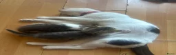 Mixed Breed cats for sale: Healthy beautiful kittens - Advert 1