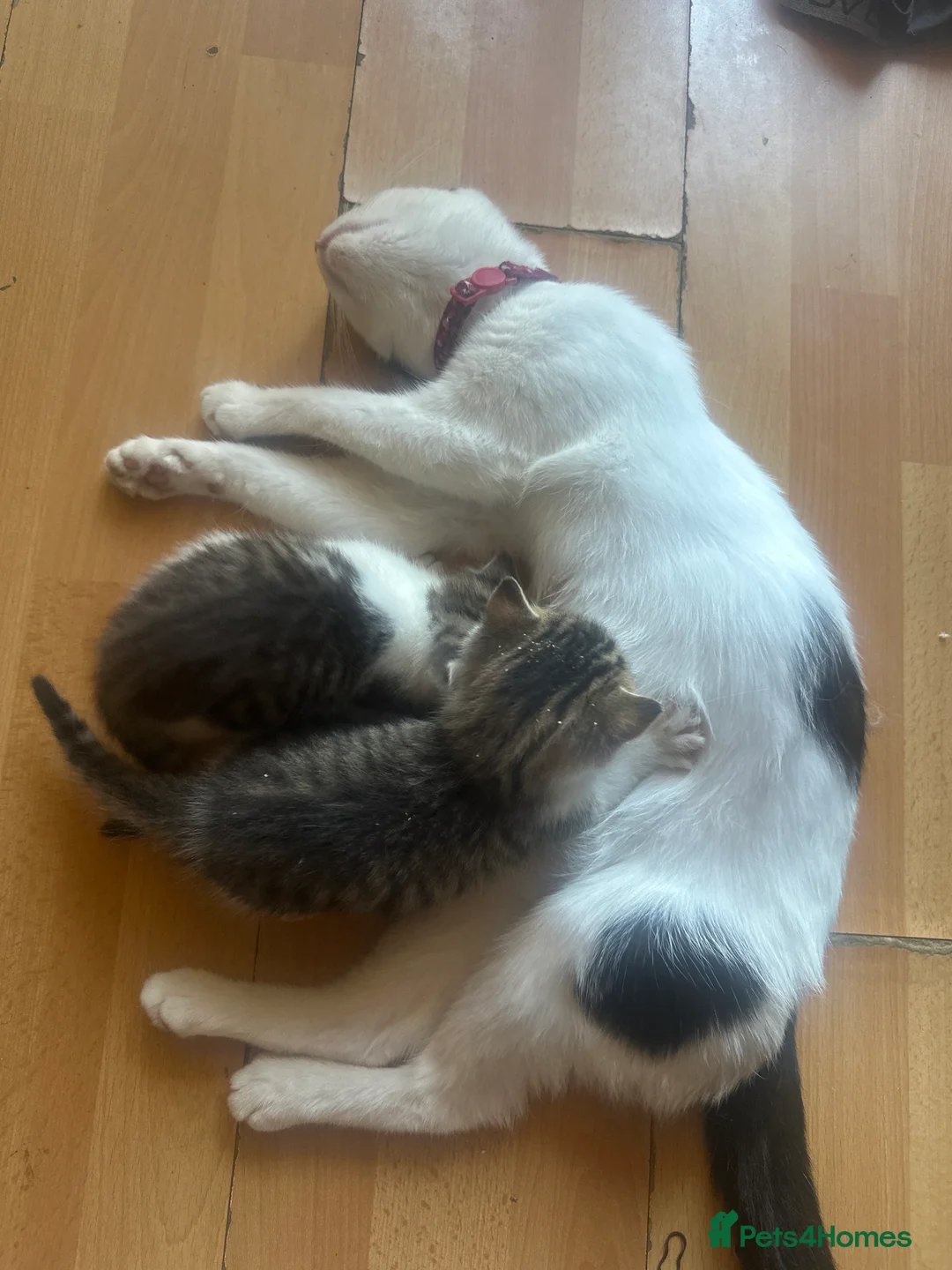 Mixed Breed cats for sale: Healthy beautiful kittens - Advert 1