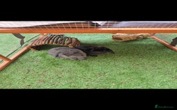 Mini Lop rabbits for sale: Two mini lop rabbits from different litter  - Image 3
