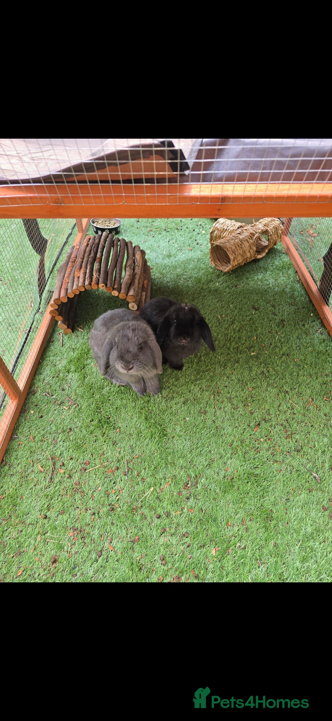 Mini Lop rabbits for sale: Two mini lop rabbits from different litter  - Image 3