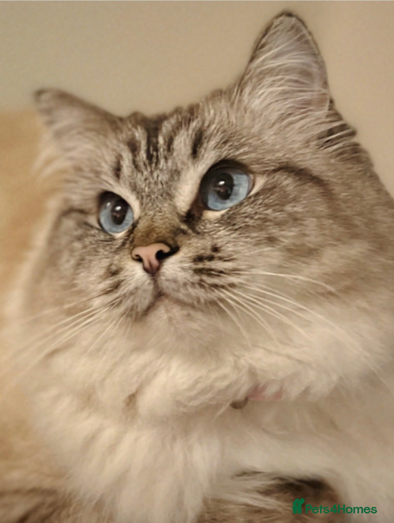 Ragdoll cats Beautiful Ragdoll Female  - Advert 1