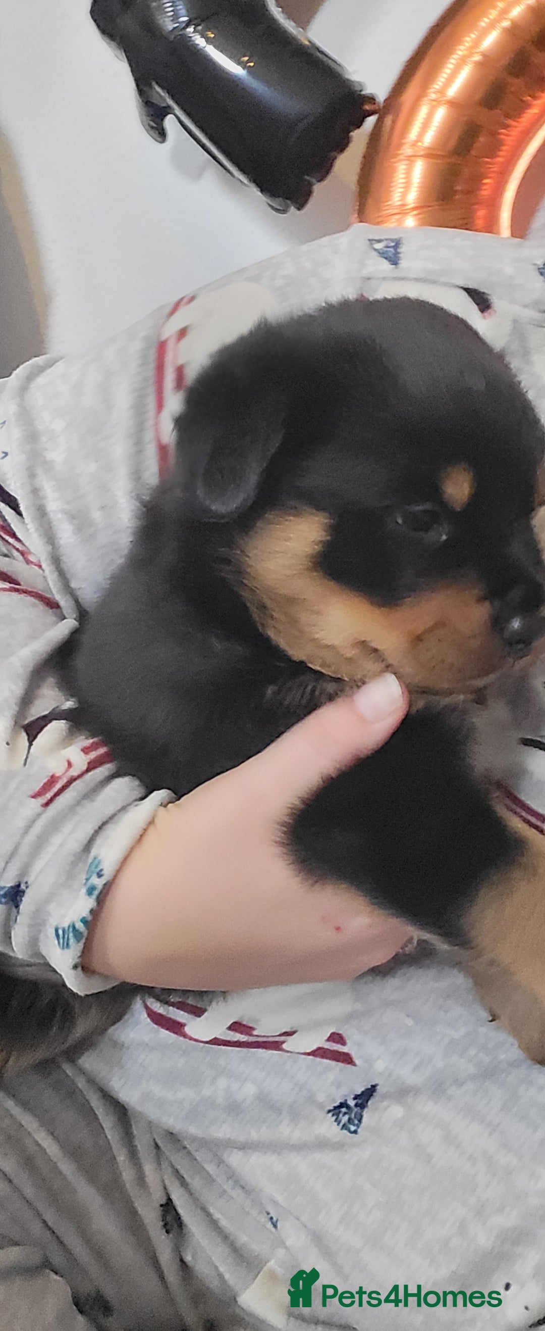 Rottweiler dogs for sale: 1 male 1 female rottweiler  - Image 6