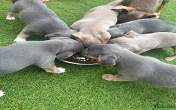 Jack Russell dogs for sale: READY NOW - QUALITY BLUE JR MINIATURE GIRL - Image 14