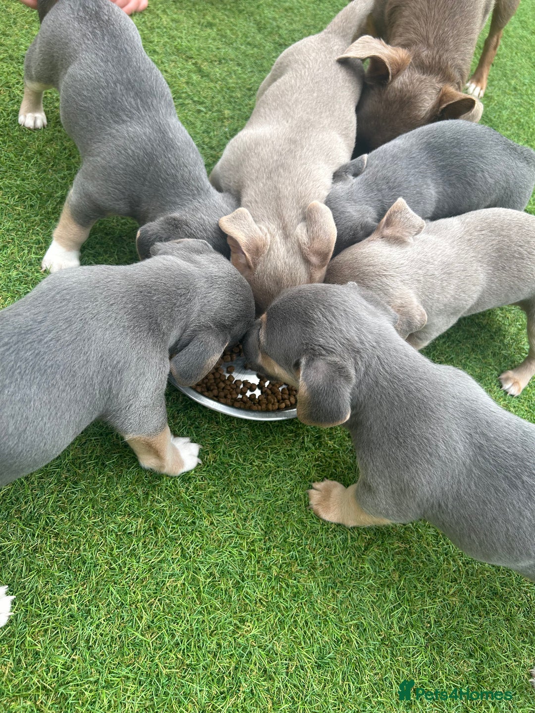 Jack Russell dogs for sale: READY NOW - QUALITY BLUE JR MINIATURE GIRL - Image 14