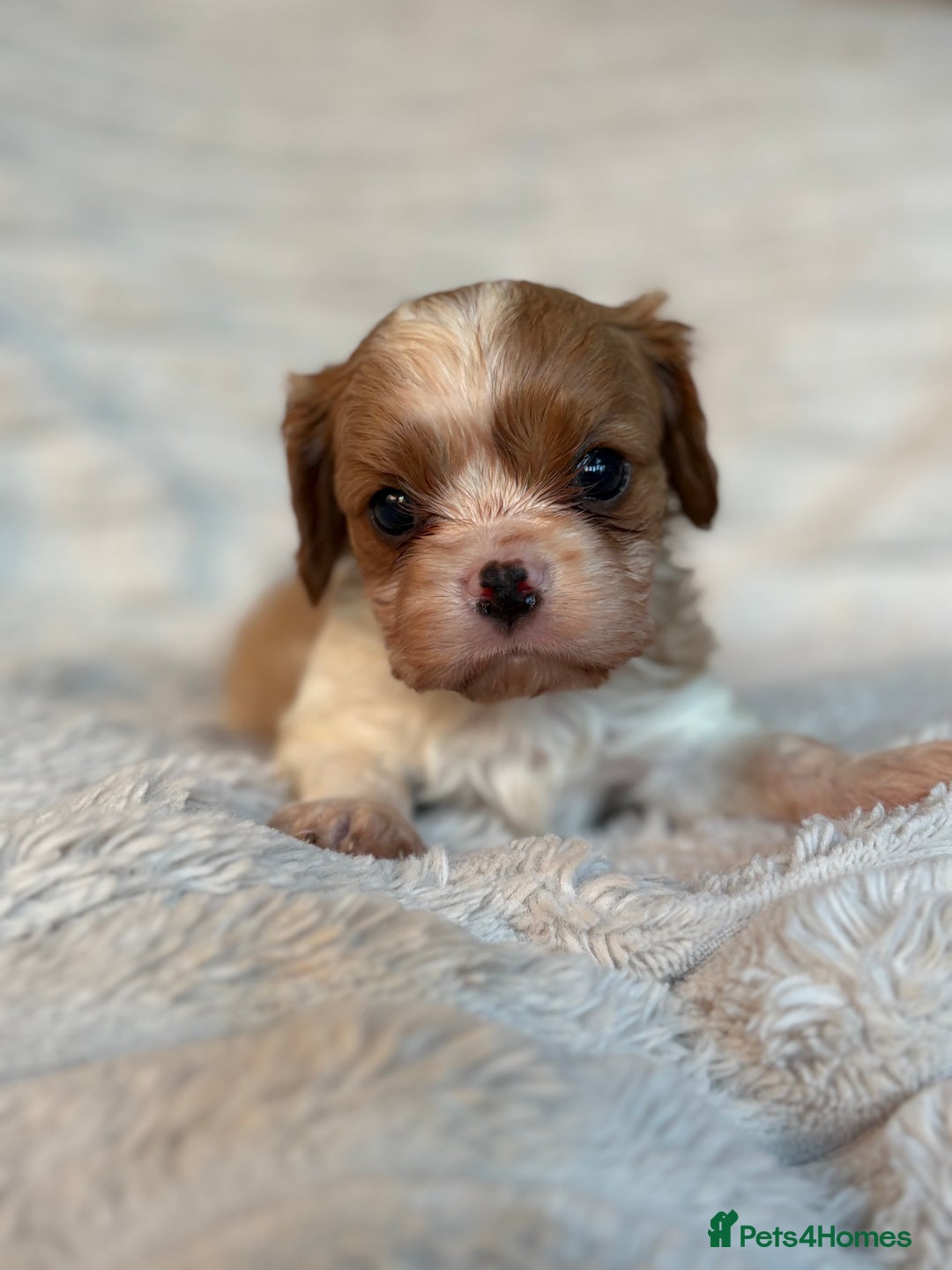 Cavalier King Charles Spaniel dogs for sale: Cavalier King Charles spaniel puppies - Advert 8