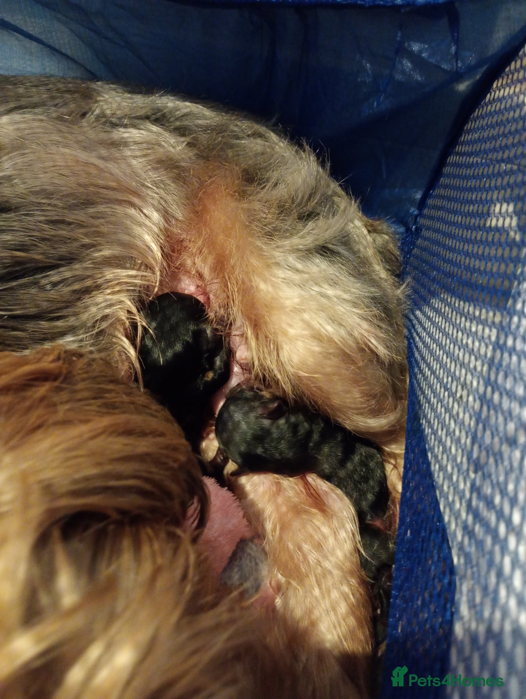 Yorkshire Terrier dogs for sale: Miniature Yorkshire terriers. Champion bloodline. - Image 2