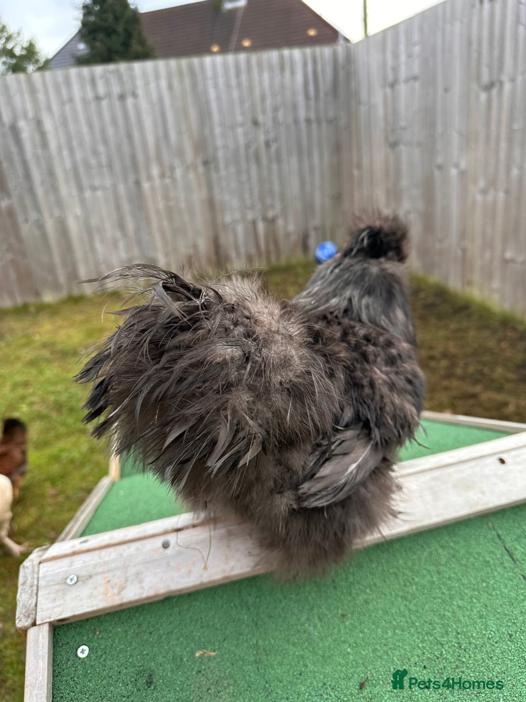 Chickens poultry for sale: Silkie Roosters  - Advert 4