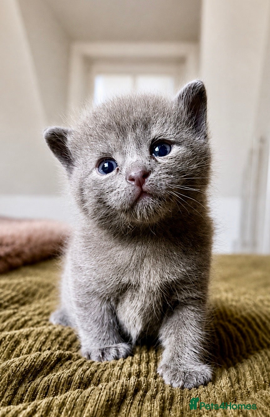 Mixed Breed cats Three male,fluffy, half British shorthair kittens - Advert 1