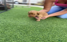 Cockapoo dogs for sale: Cockerpoo puppies - Image 17