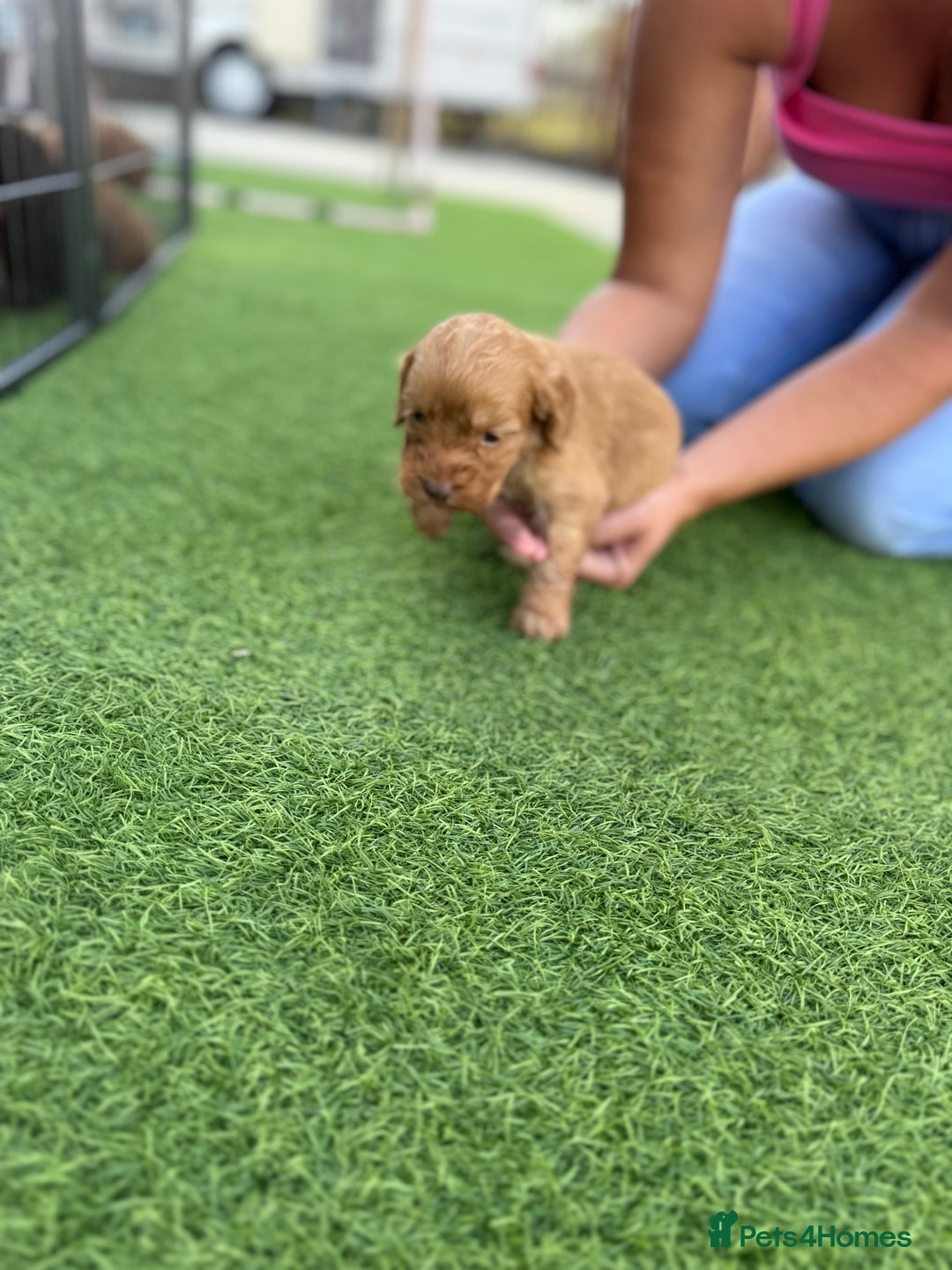 Cockapoo dogs for sale: Cockerpoo puppies - Image 17