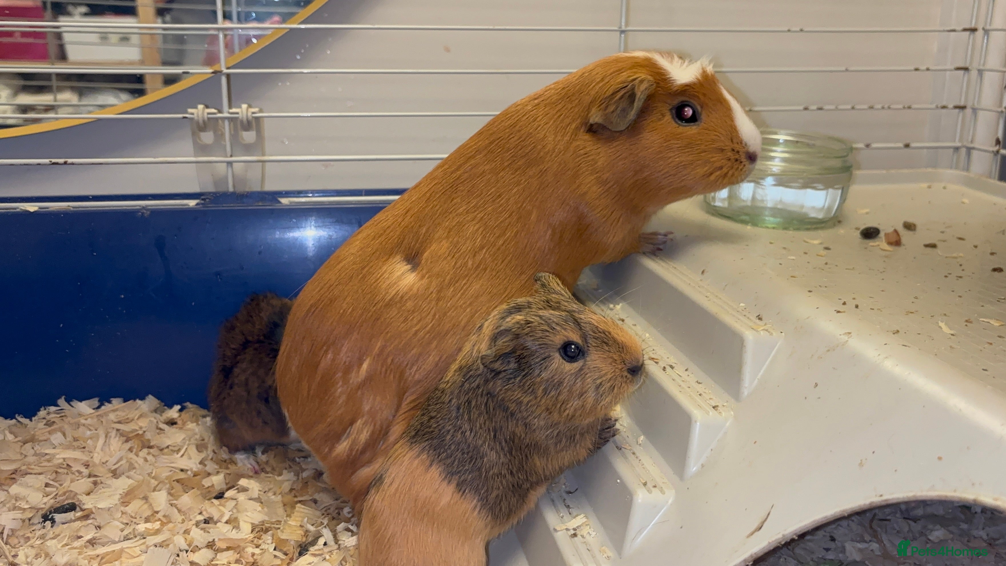 Guinea Pig rodents Two bonded female guinea pigs  - Advert 1